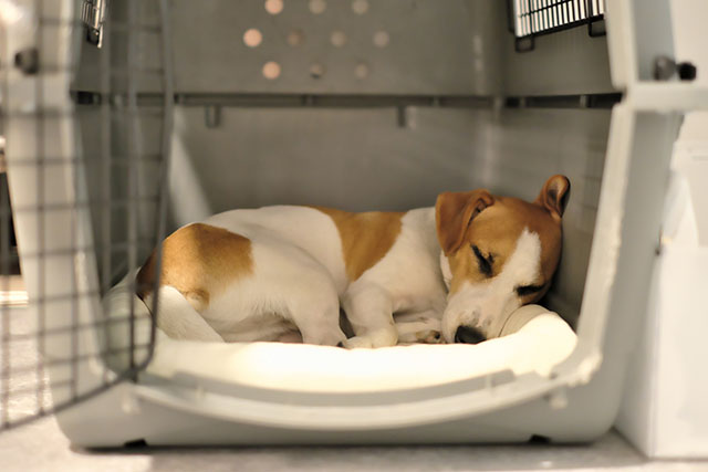 犬の椎間板ヘルニアの自宅ケアで注意したいこと