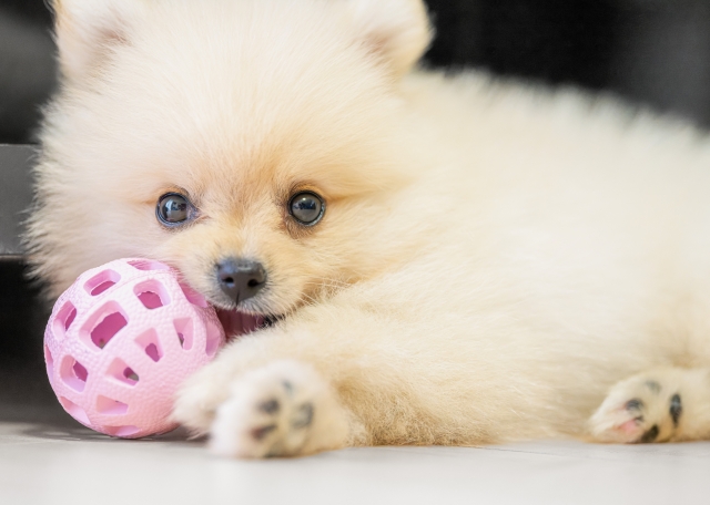 犬のノーズワークとは？どんな目的・効果がある？