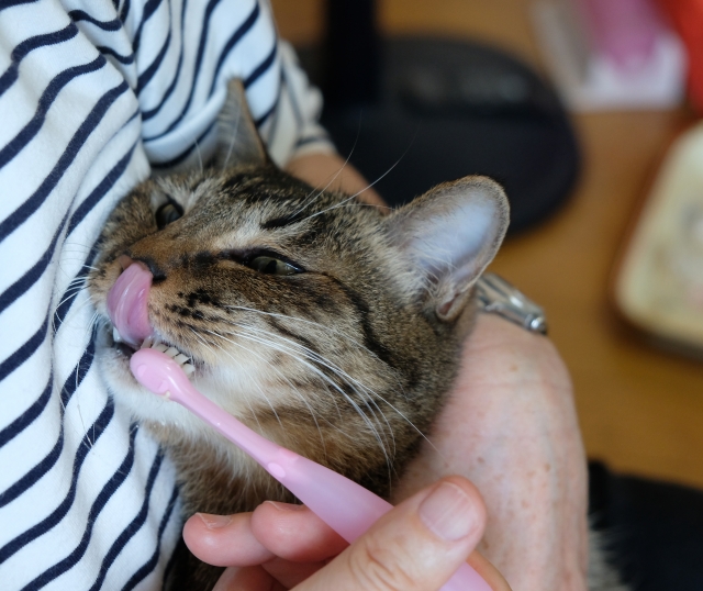 猫の歯磨きがうまくいく5ステップ