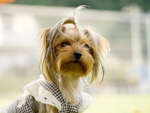 ヨークシャー・テリアの抜け毛に関するよくある質問