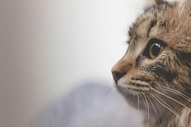 秋の猫に適した湿度は50〜60％程度が目安