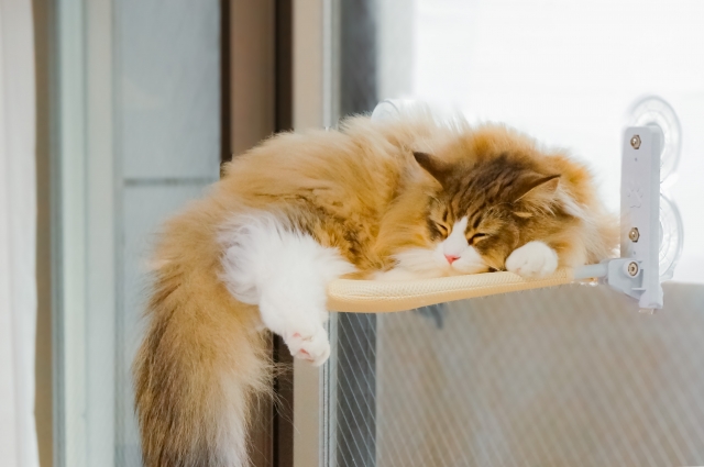 サイベリアンを賢く迎える3つのコツ