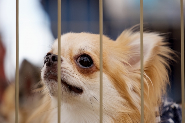 チワワにケージは必要？用意する3つのメリット