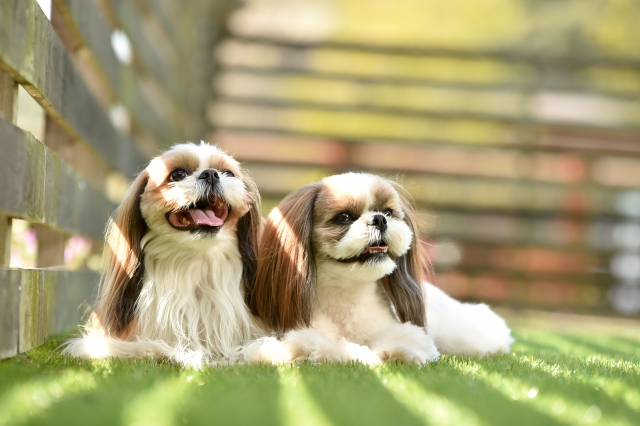 シー・ズーの抜け毛対策は日々のケアが大切