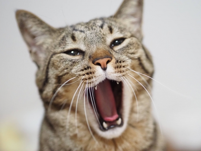 【ニオイ別】猫の口臭4つの原因