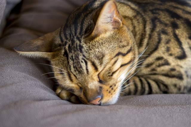 まとめ：ベンガルの性格を理解して最高のパートナーになろう