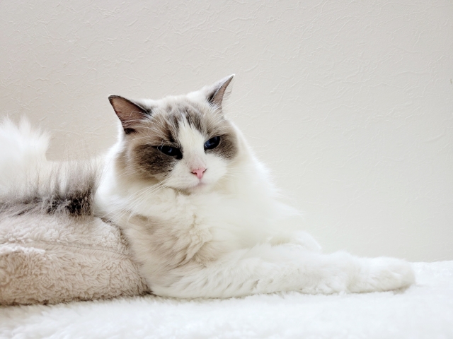 ラグドールは毛玉ができやすい？