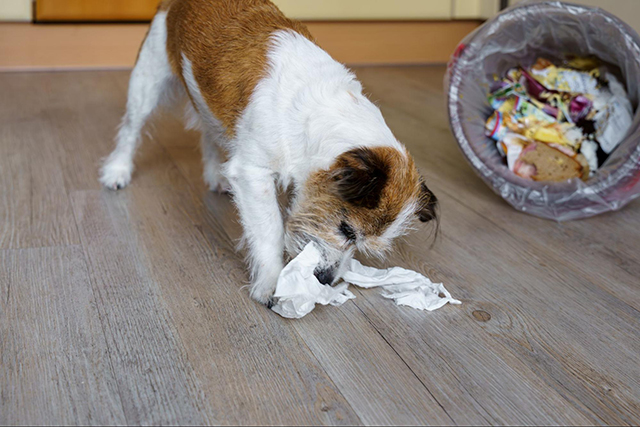 愛犬がゴミを食べてしまったときの対応