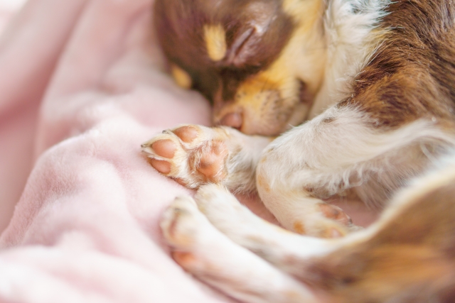 初心者でも安全に犬の足裏をバリカンでケアしよう