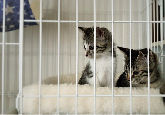 猫の多頭飼い 相性別の暮らし方のアイデア 仲が悪い場合は住み分けを