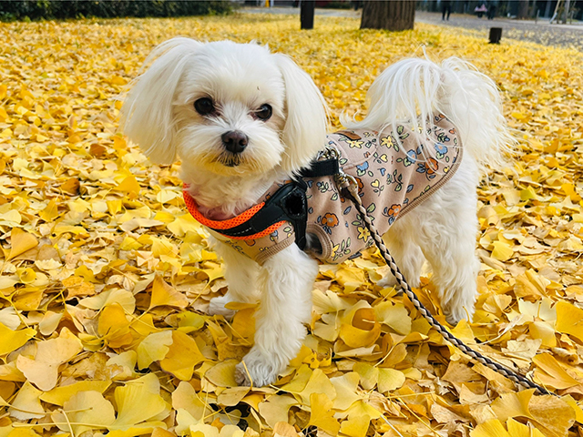 室内・屋外での犬の花粉対策