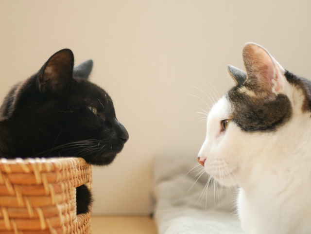 【まとめ】適正管理で猫の多頭飼育崩壊を防ごう