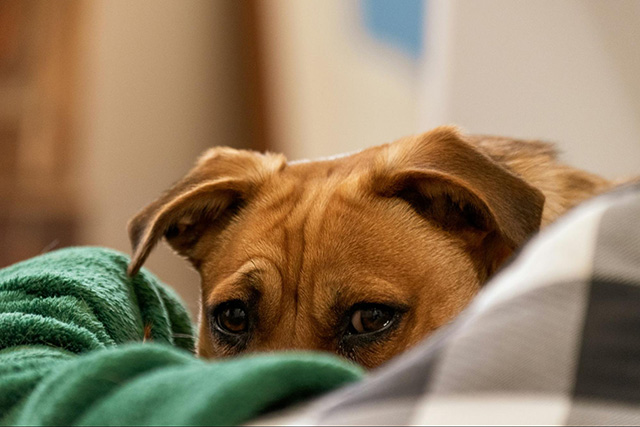 愛犬が花火を怖がるときの対策5つ