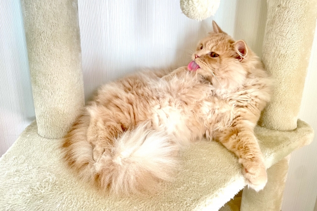 大型猫でも安心！サイベリアンにおすすめのキャットタワー4選