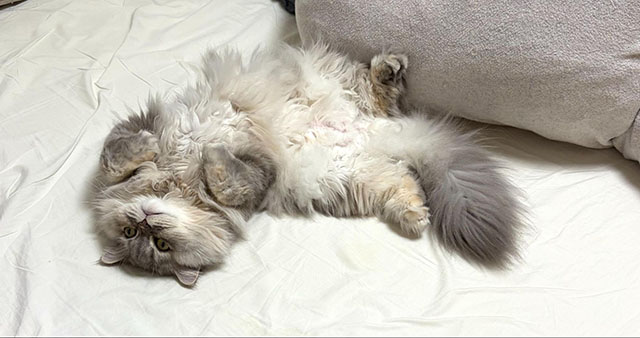 ふたりの暮らしはいつでも「クロエファースト」