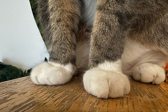 猫の関節炎とは？関節に炎症や痛みが起こる病気