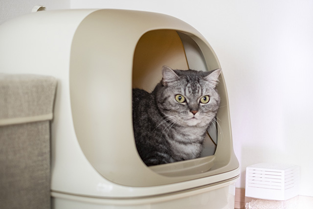猫用トイレをリビングに置くメリット・デメリット