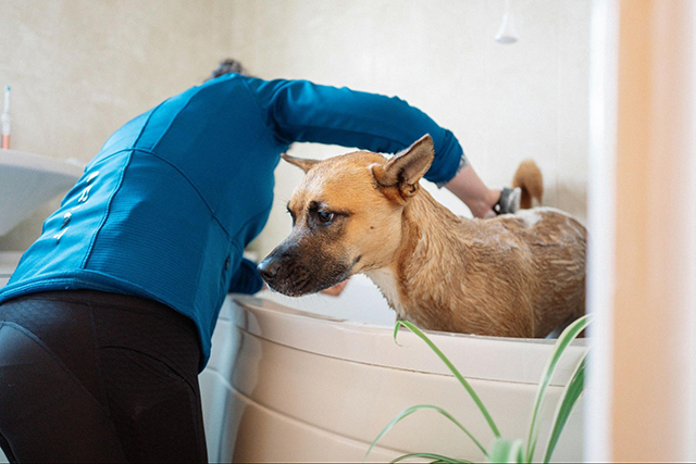 犬のシャンプーで肌への負担を減らすポイント