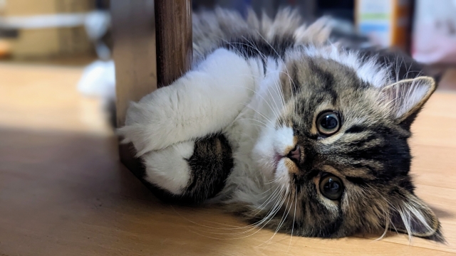 ミヌエットってどんな猫?性格以外の特徴