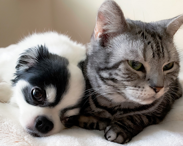 犬猫の認知の低下にはどんな傾向があるの？