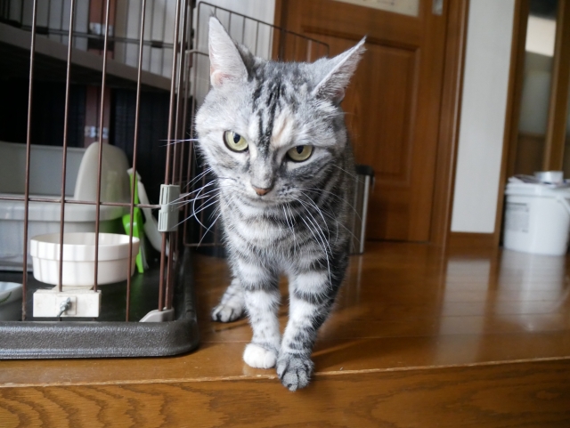 ケージのおすすめの置き場所