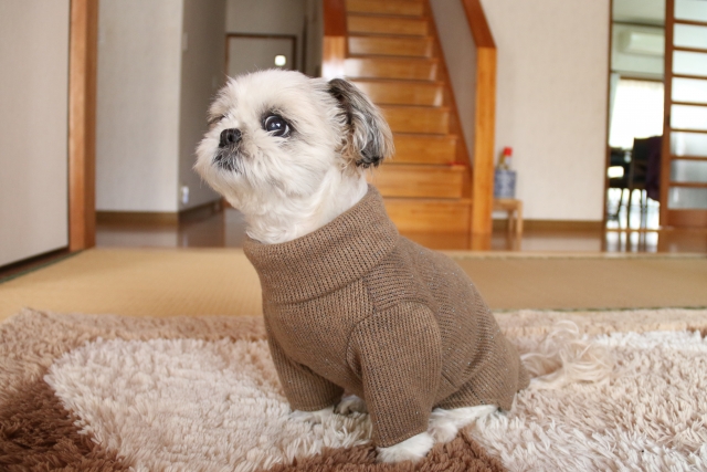 シー・ズーの抜け毛を減らす生活環境の工夫