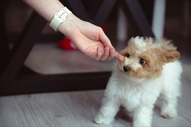 犬がブラッシングを嫌がる理由