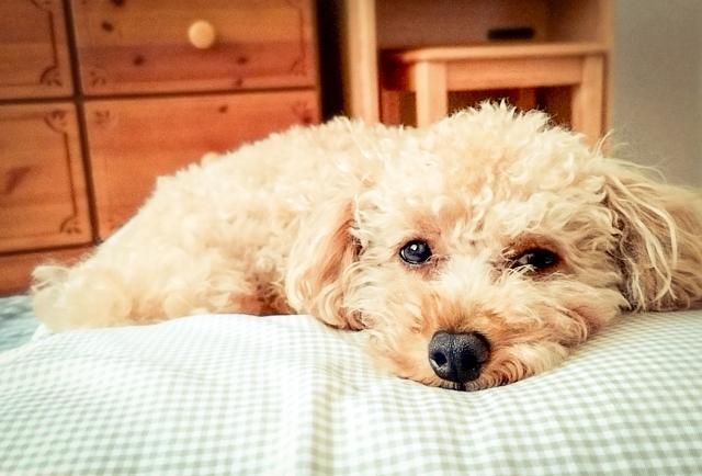 犬の夏バテで見られる主な症状