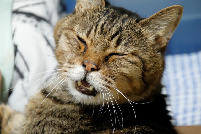 猫が寝たきりになる理由