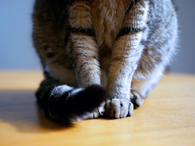 老猫の爪が伸びやすい理由