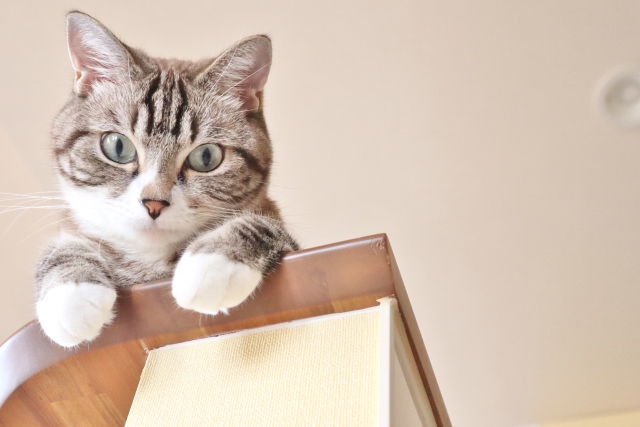 吹き抜けを猫がよろこぶ魅力的な空間に変えるアイデア