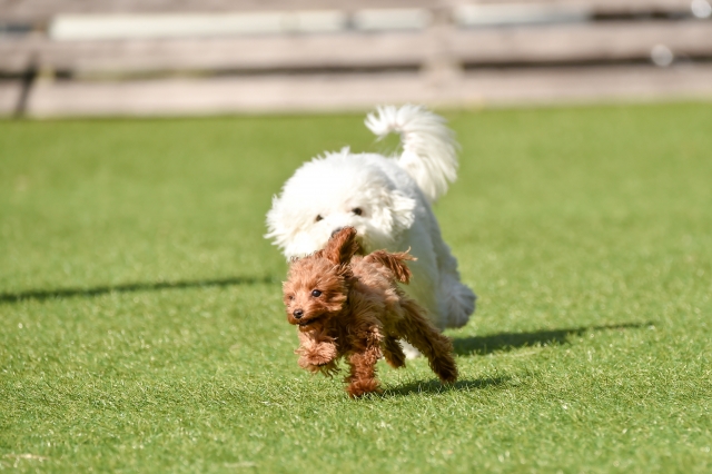 2犬種の違いを理解して、自分にぴったりの愛犬を迎えよう