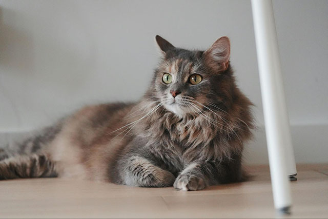 ノルウェージャンフォレストキャットが暑さに弱い理由