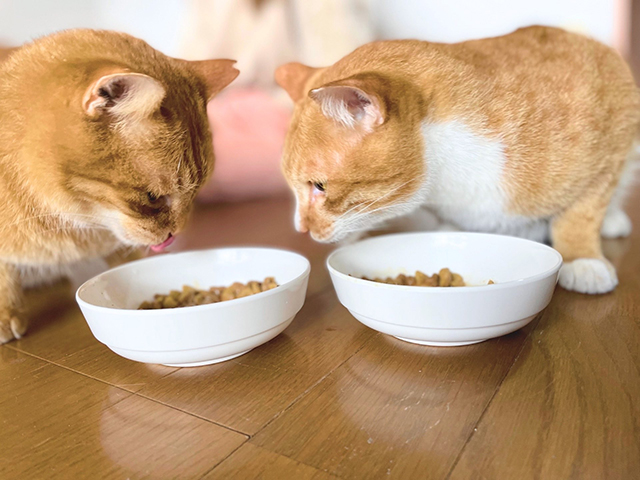 猫の感染症を予防するために、飼い主さんができること