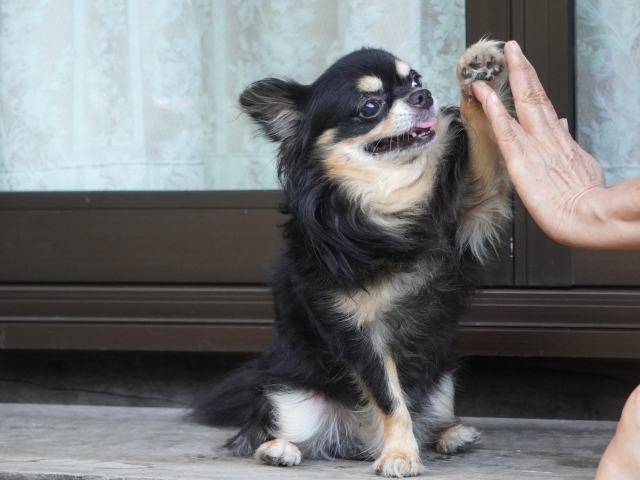 【まとめ】備えれば高齢者も犬と暮らせます