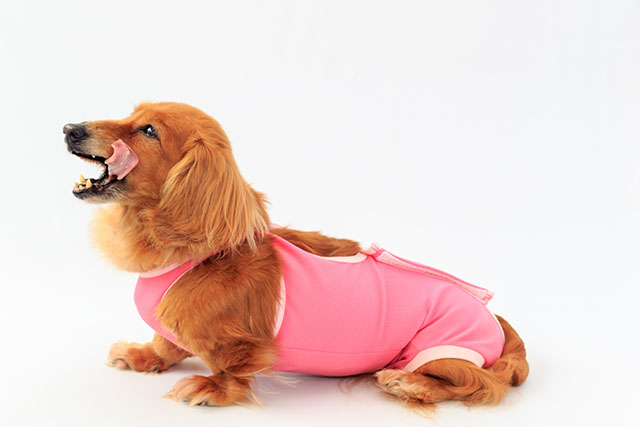 犬の椎間板ヘルニアの治療方法