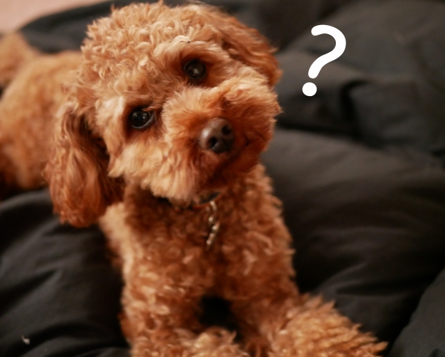 犬を8時間・10時間以上留守番させても大丈夫？