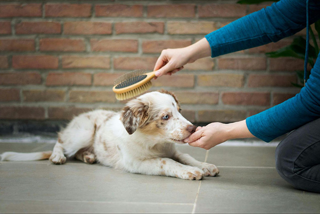 犬種別｜ブラッシングのコツと頻度の目安