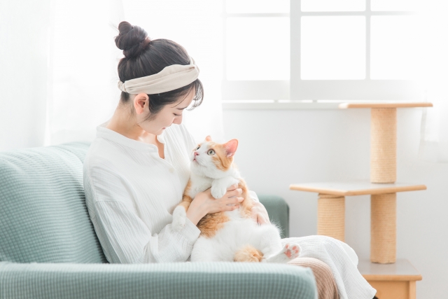 来客後のケア｜がんばった猫のストレスを癒やす方法
