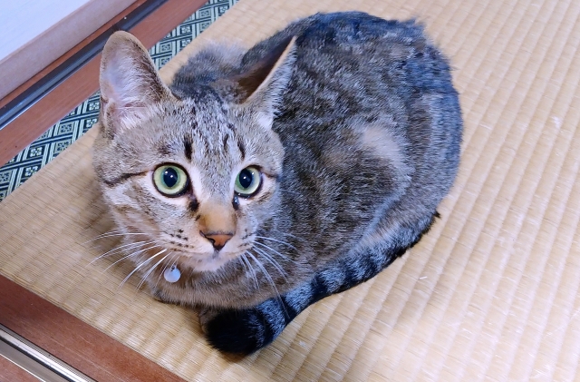 【まとめ】飼い主の入院時にはペットのお世話を頼む人を決めておきましょう