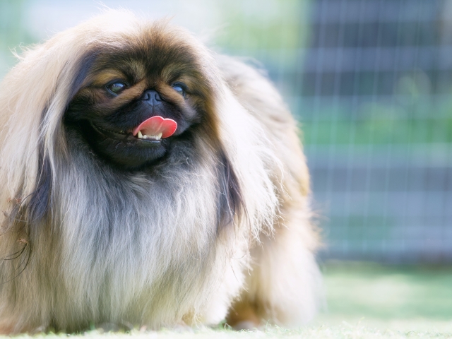 フルコート・飾り毛残しスタイル