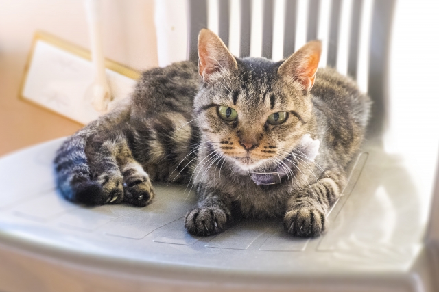 シニア猫がごはんを食べない6つの原因