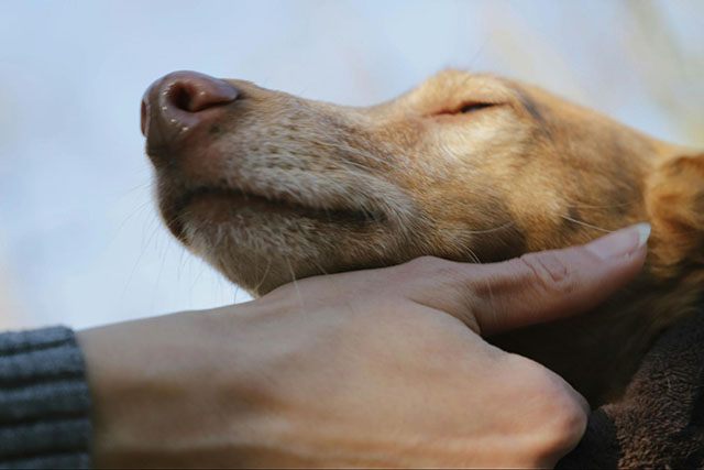 老犬との日常で気をつけたい接し方