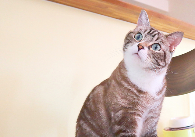 猫の誤飲に関するよくある質問