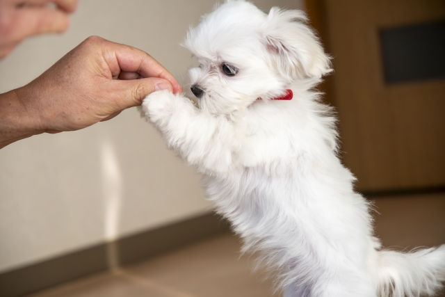 マルチーズの性格を理解して良いパートナーに