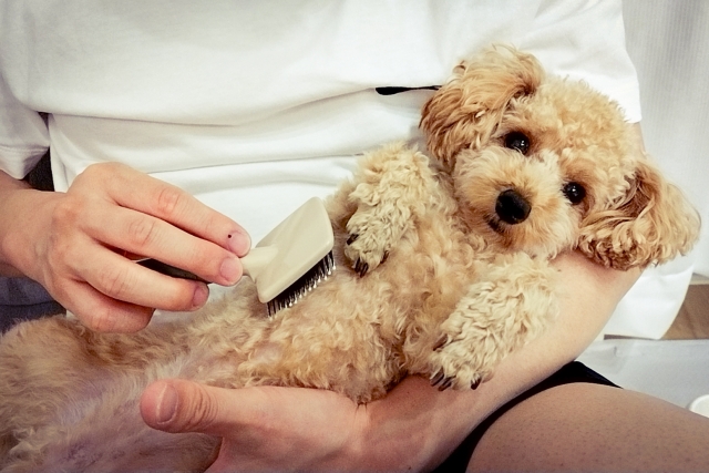 トイ・プードルとビション・フリーゼの飼いやすさの違い!お手入れや生活環境を比較