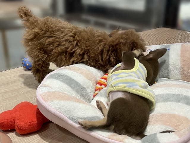 犬の多頭飼いで注意すべき点