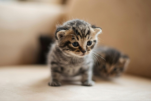 よく鳴く子猫と鳴かない子猫の違い