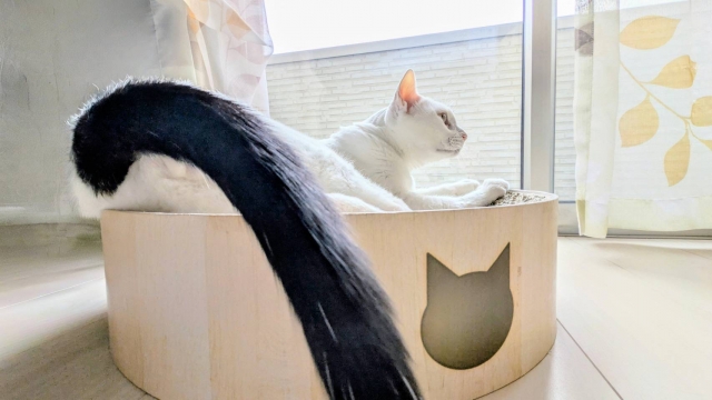 愛猫の夏の寝床におすすめのベッド5選