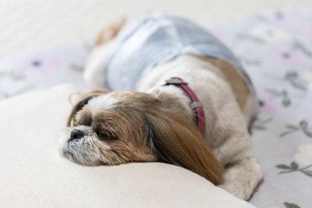 愛犬の身体的変化・行動の変化を見抜いて！